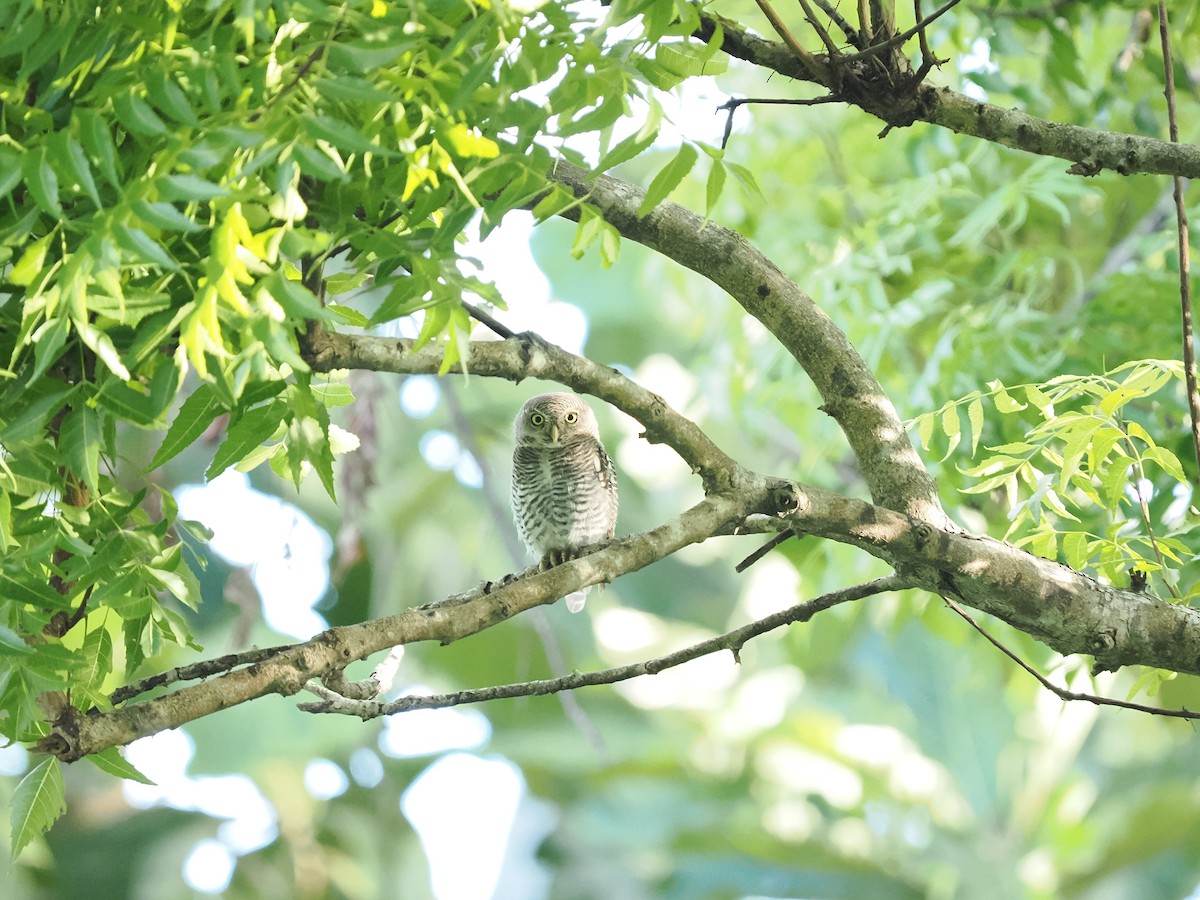 Jungle Owlet - ML625447182