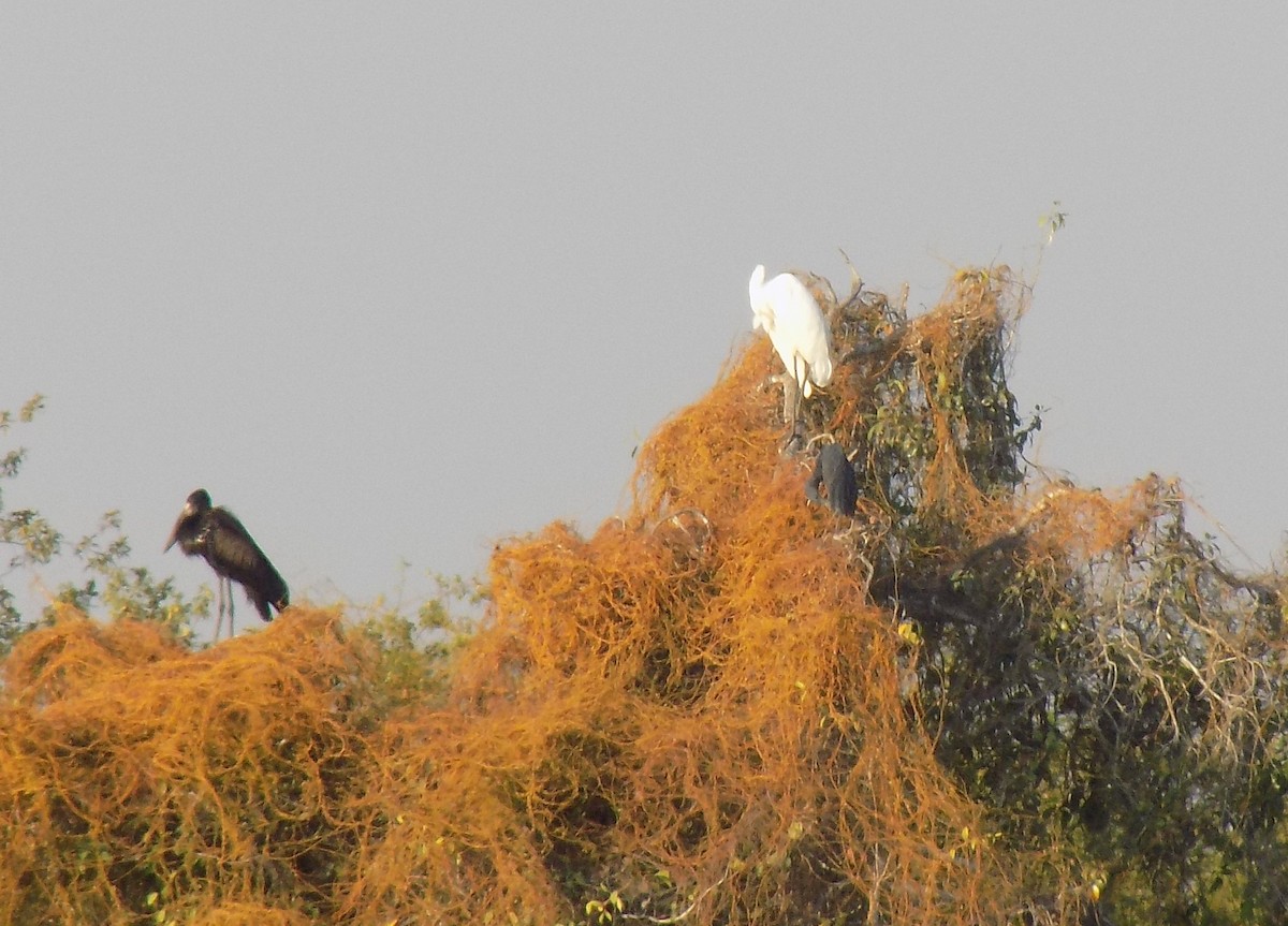 Black Heron - Saffron Broderick