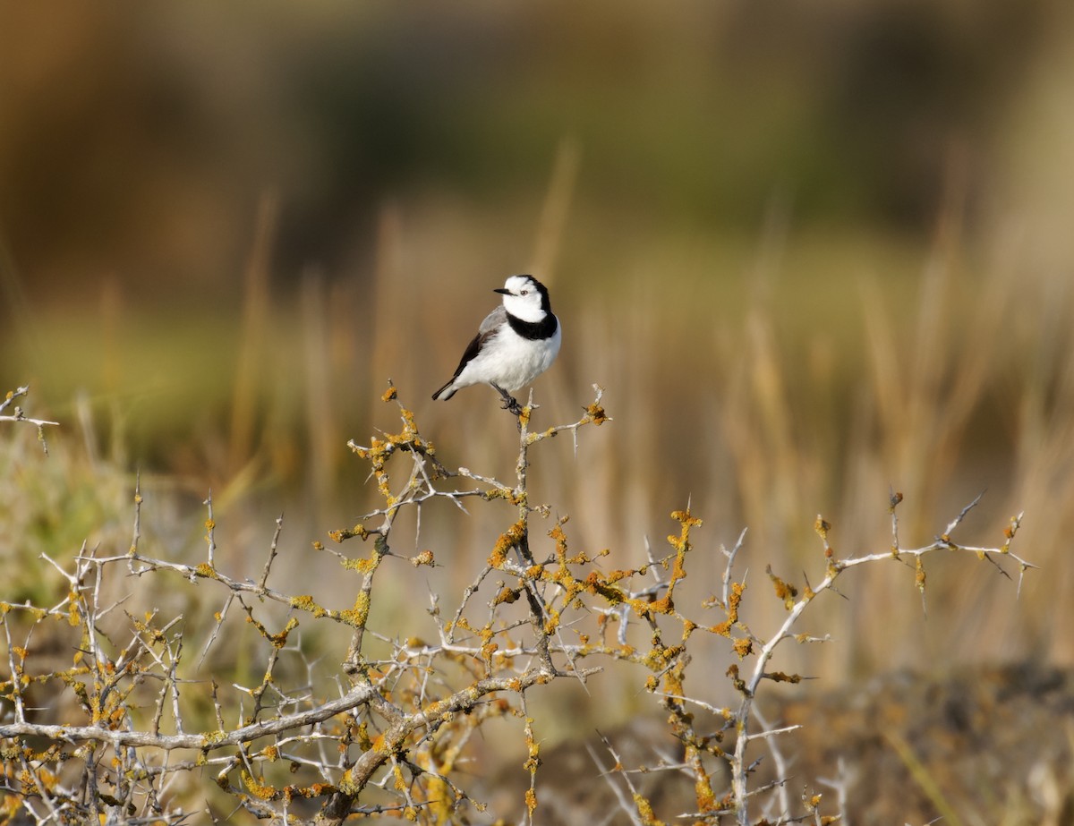 White-fronted Chat - ML625447519