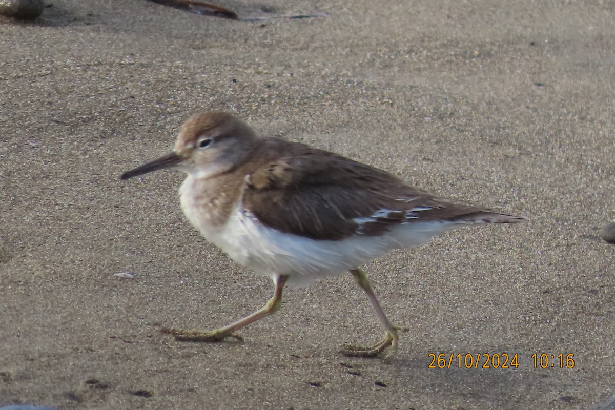 Common Sandpiper - ML625447563