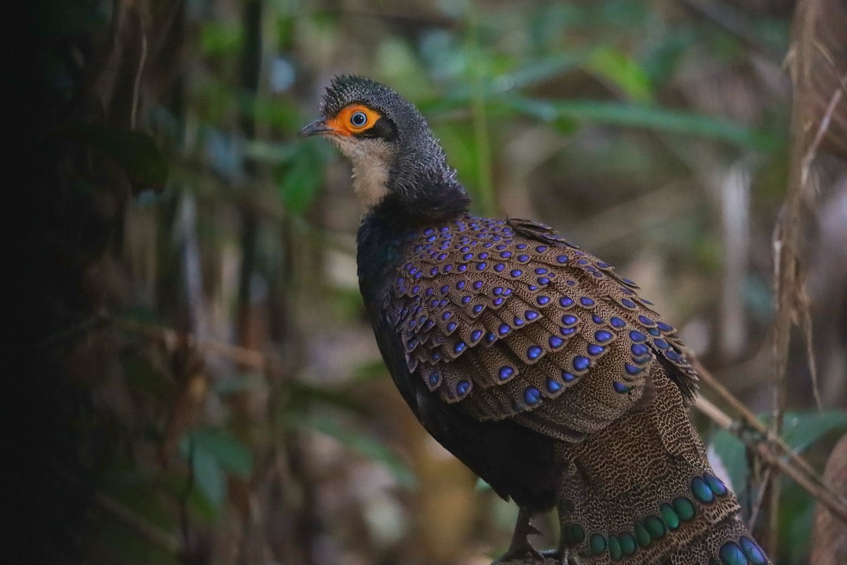 Bornean Peacock-Pheasant - ML625447637