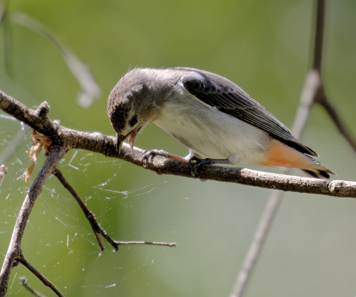 Mistletoebird - Peter Bennet