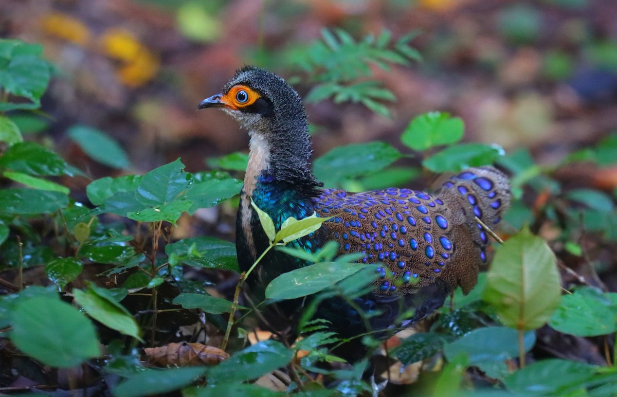 Bornean Peacock-Pheasant - ML625447738