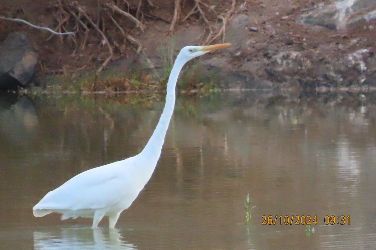 Great Egret - ML625447753