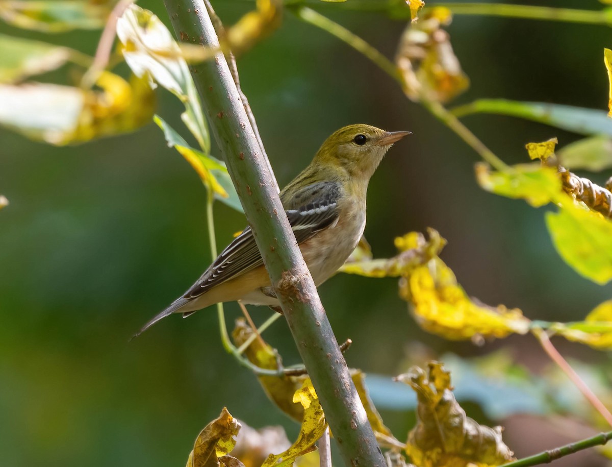 Bay-breasted Warbler - ML625447799