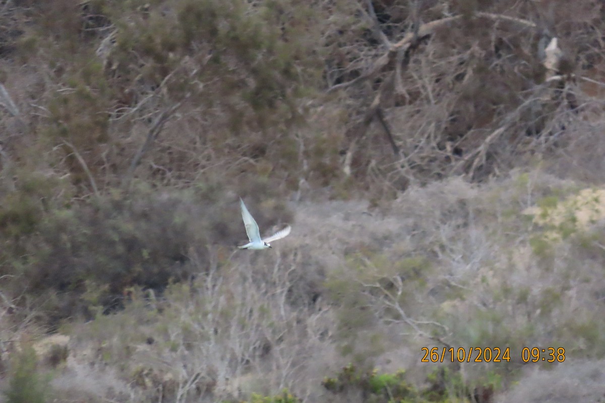 Whiskered Tern - ML625447815