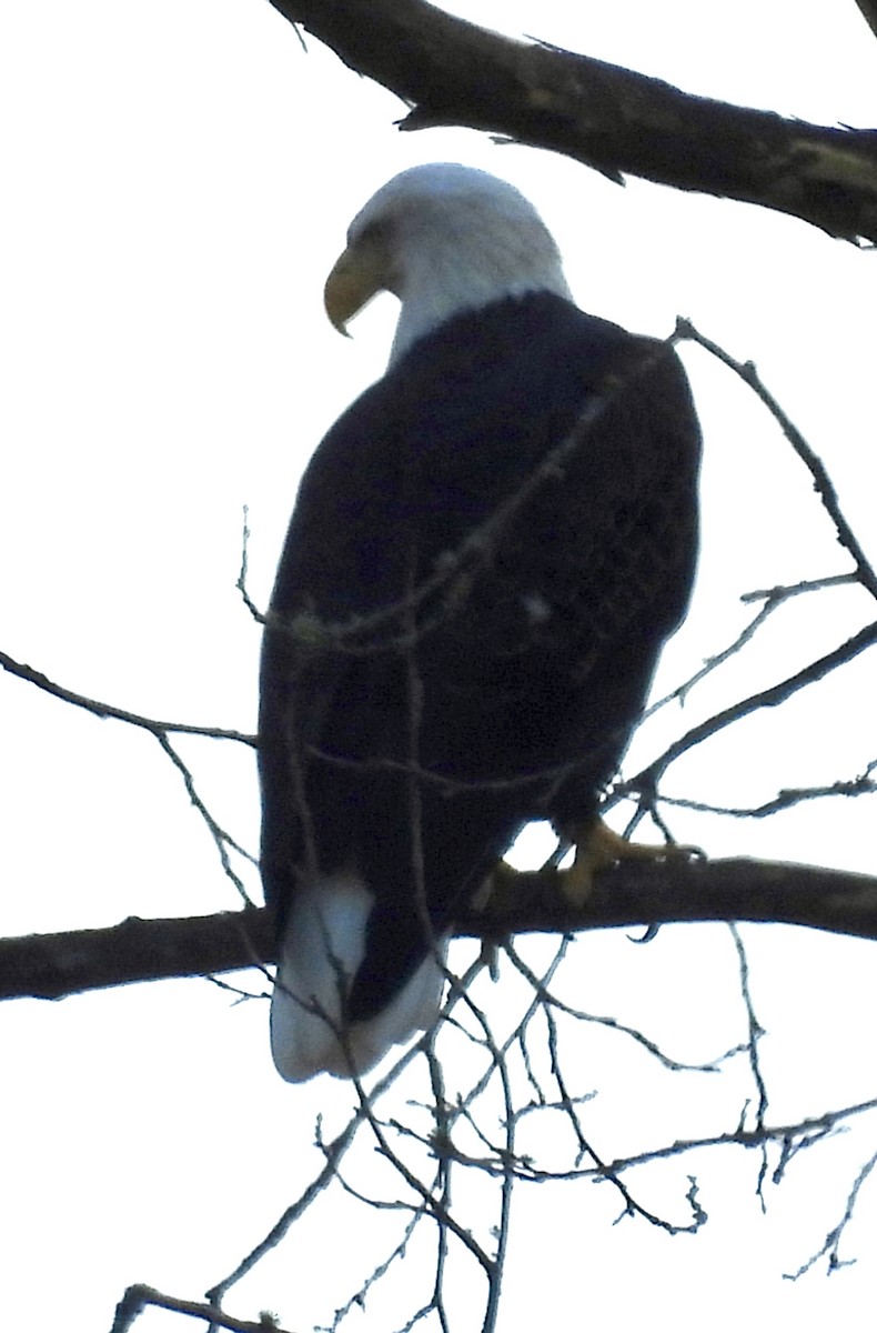 orel bělohlavý - ML625447819