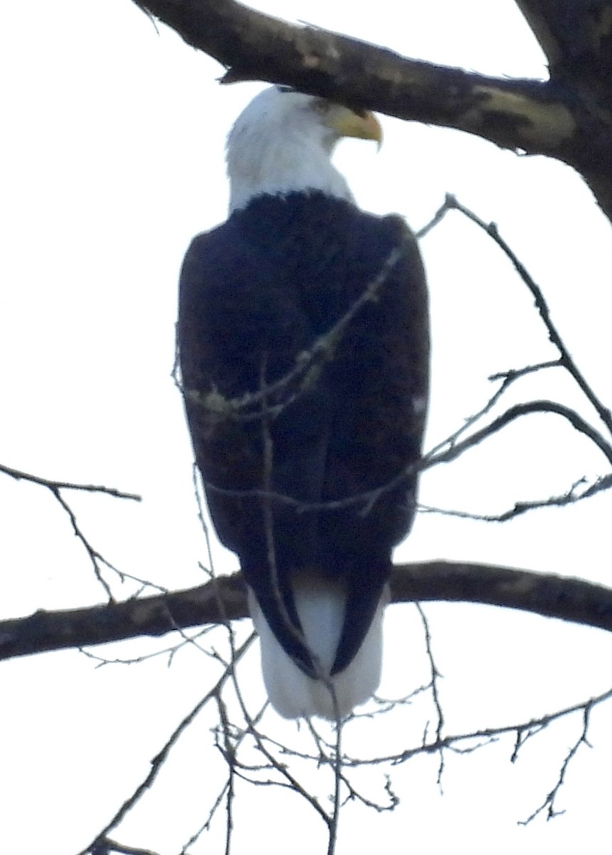 orel bělohlavý - ML625447833