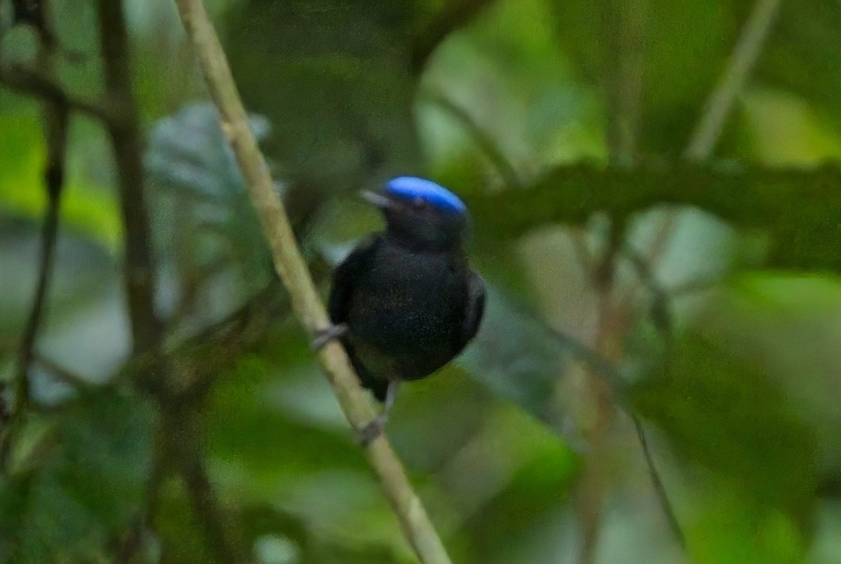 Blue-capped Manakin (Blue-capped) - ML625447857