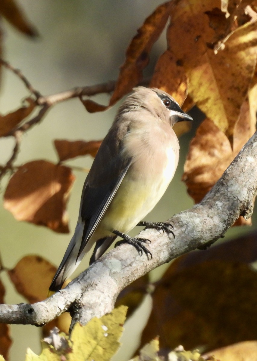 brkoslav americký - ML625447871