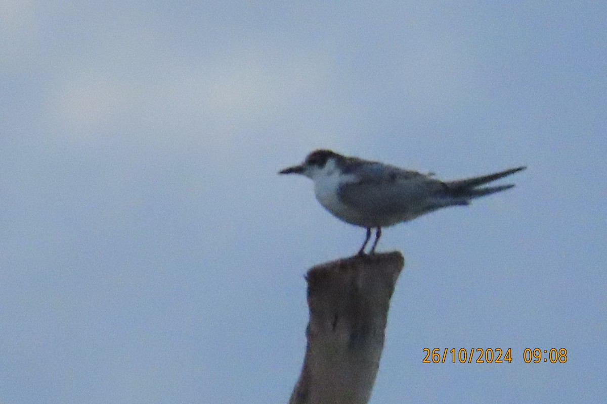 Whiskered Tern - ML625447903