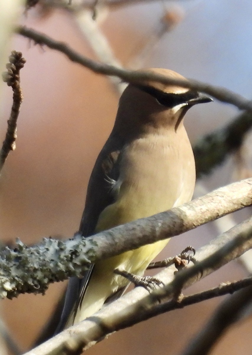 brkoslav americký - ML625447910