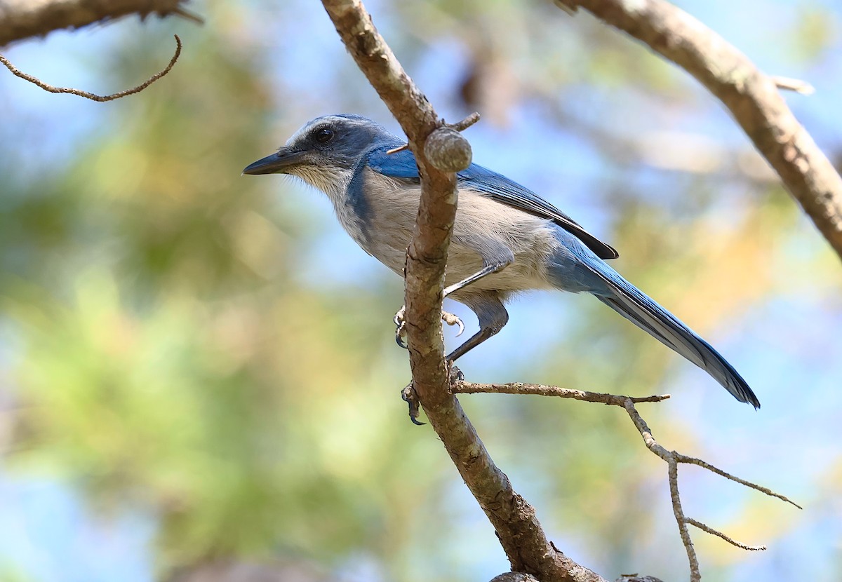 Florida Scrub-Jay - ML625447924