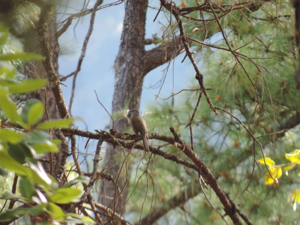 Brown-backed Solitaire - ML625447939