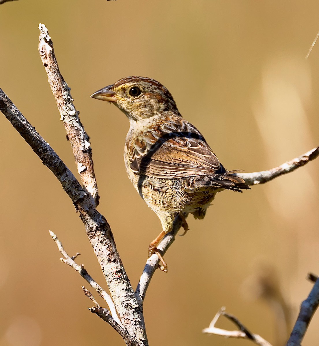 Bachman's Sparrow - ML625447940