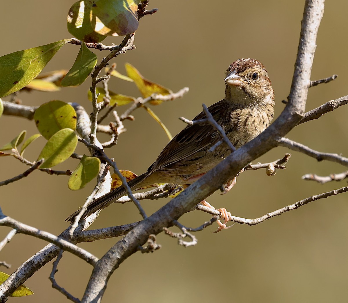 Bachman's Sparrow - ML625447945