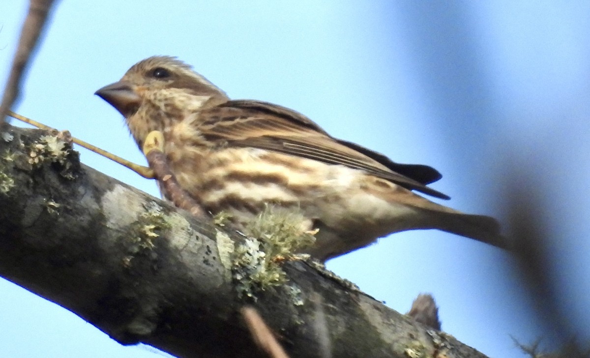 hýl nachový - ML625447949