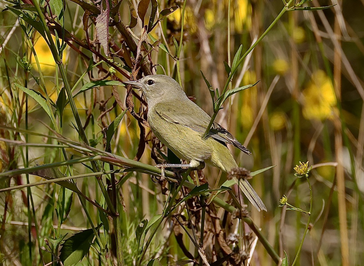 Orange-crowned Warbler - ML625447963