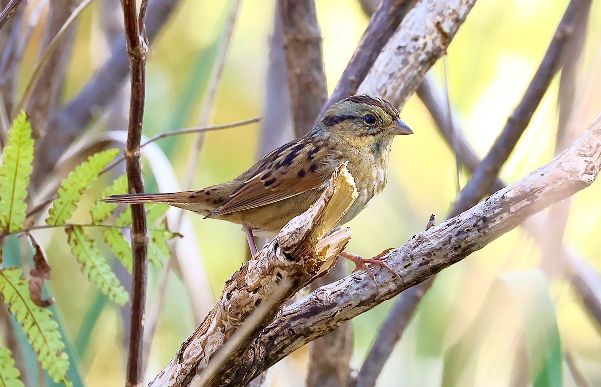 Swamp Sparrow - ML625447979