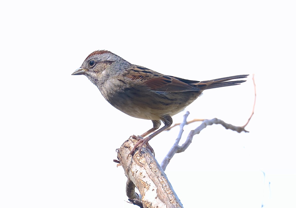 Swamp Sparrow - ML625447994