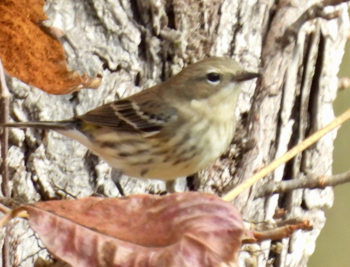 lesňáček žlutoskvrnný - ML625448006