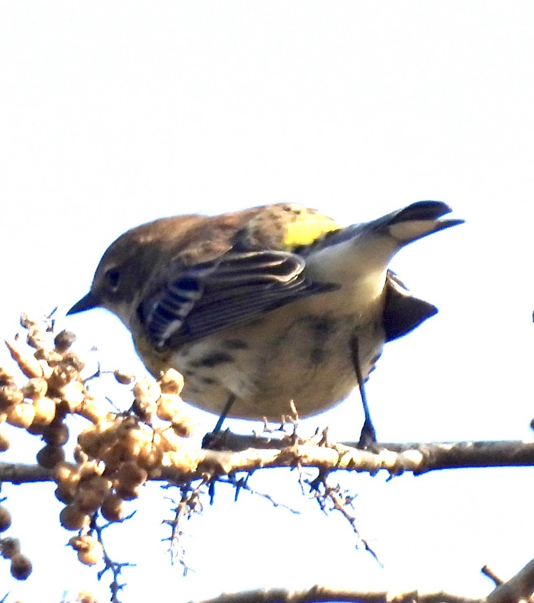 lesňáček žlutoskvrnný - ML625448031