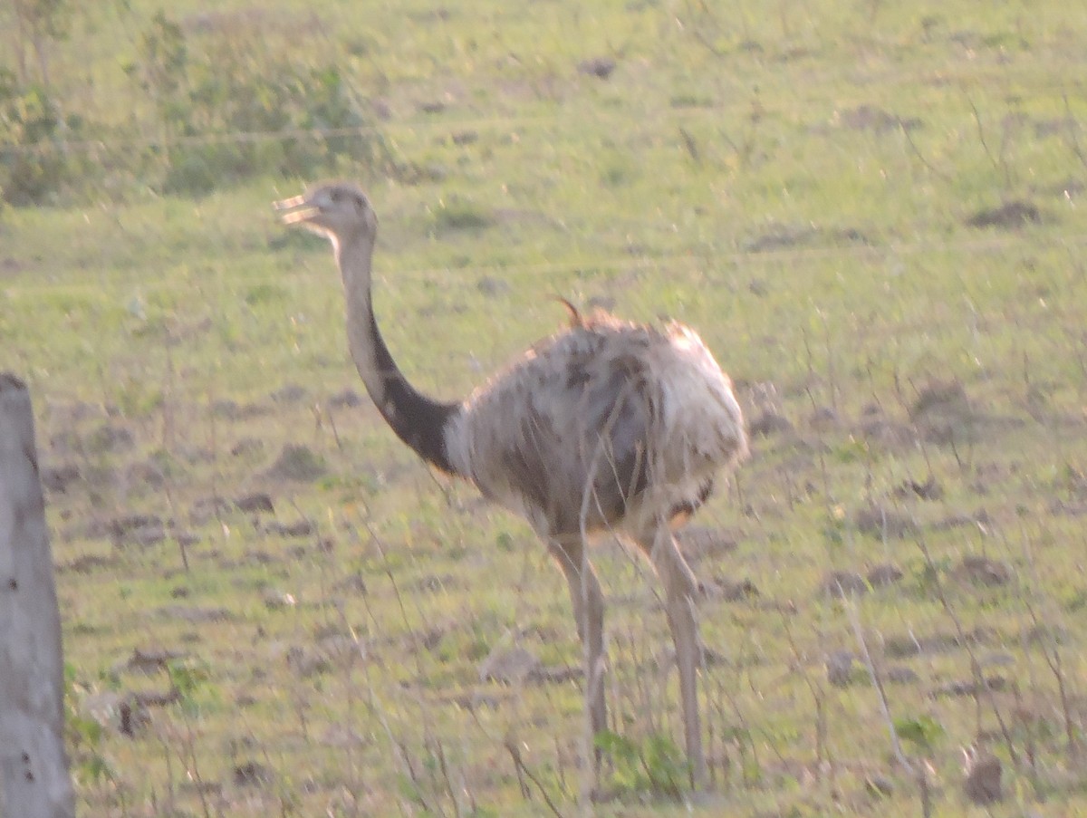 Greater Rhea - ML625448042