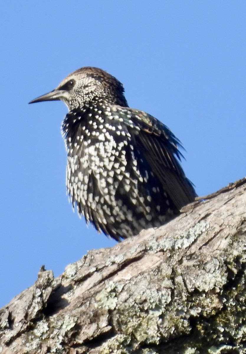 špaček obecný - ML625448043