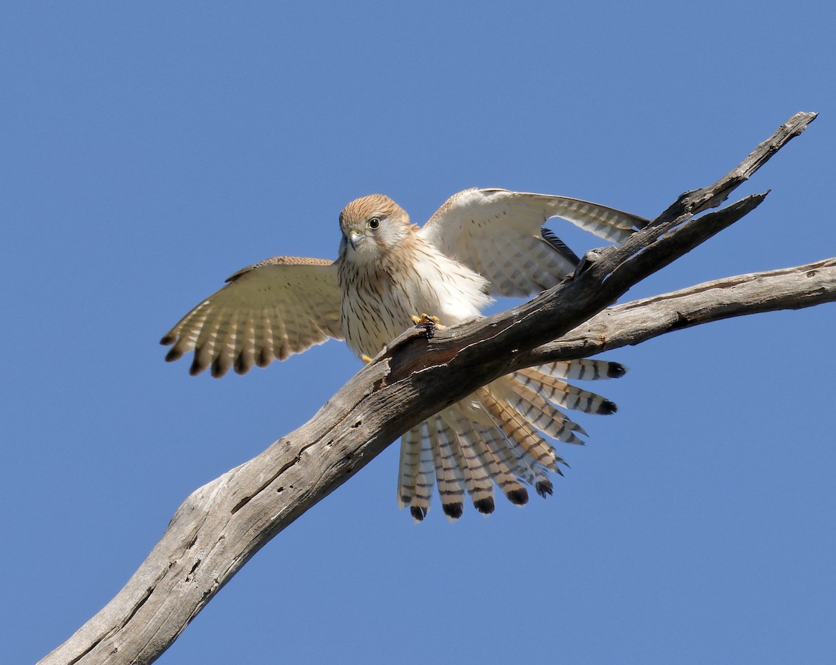 Nankeen Kestrel - ML625448138