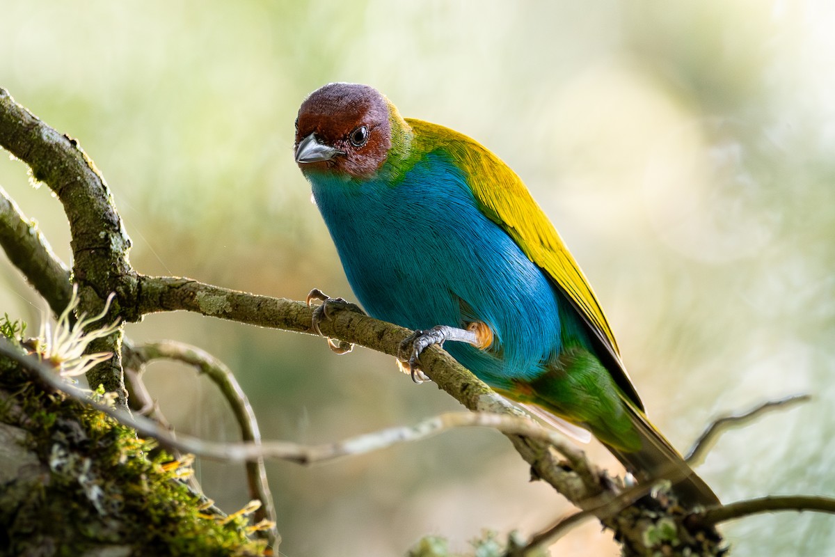 Bay-headed Tanager - ML625448196