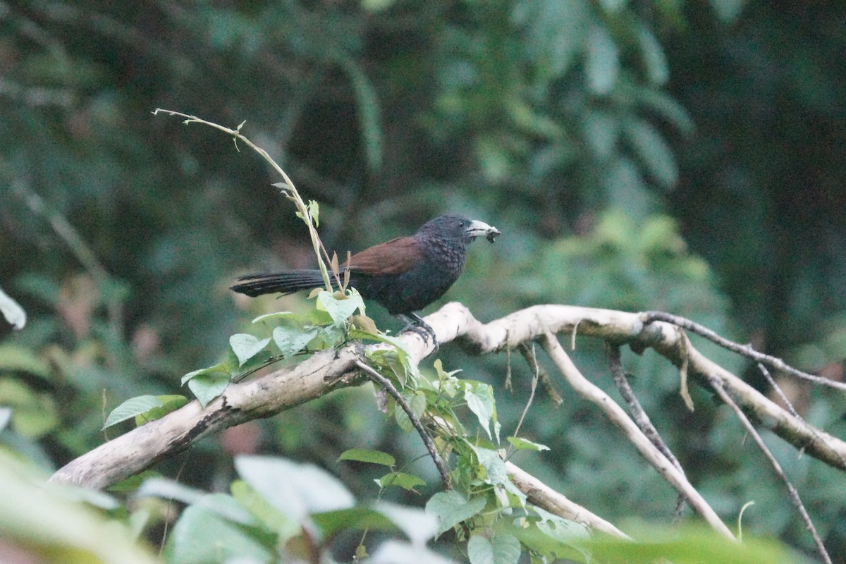 Green-billed Coucal - ML625448245