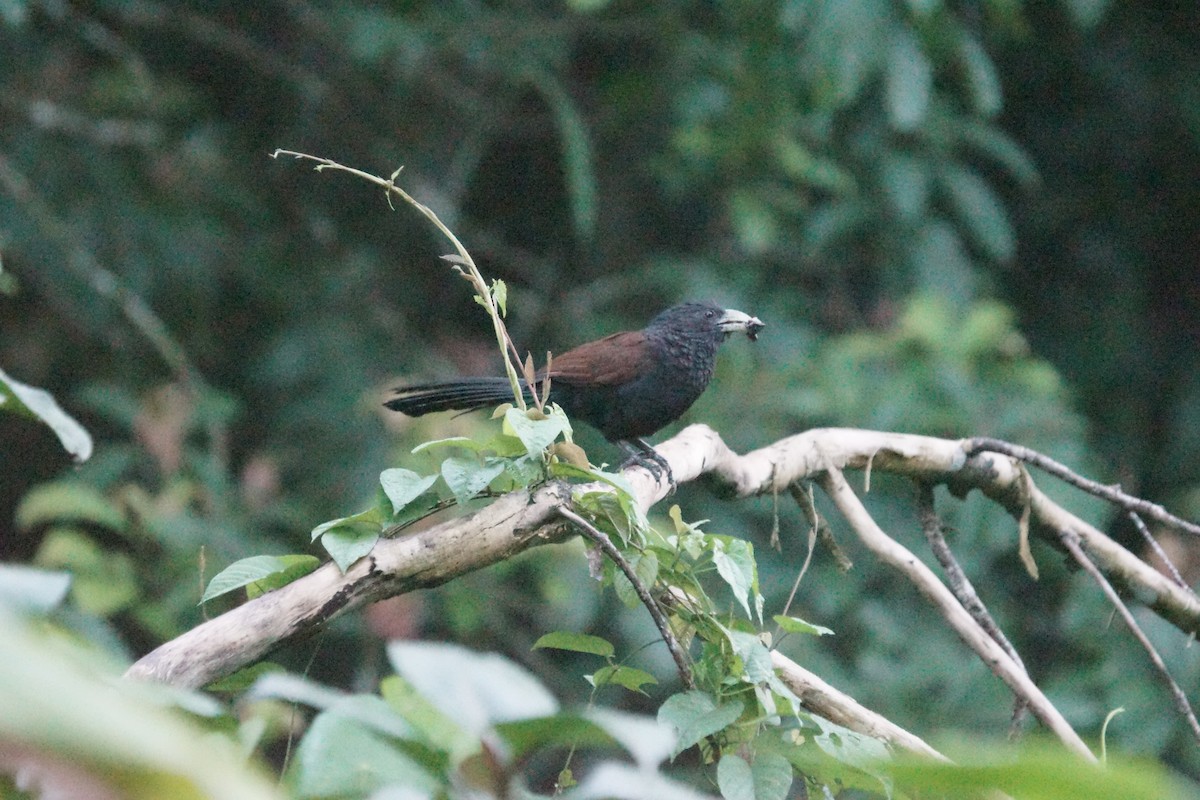 Green-billed Coucal - ML625448248