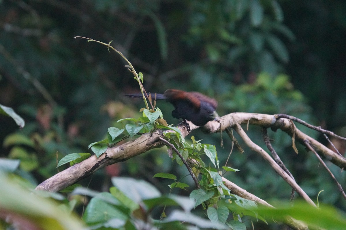 Green-billed Coucal - ML625448250