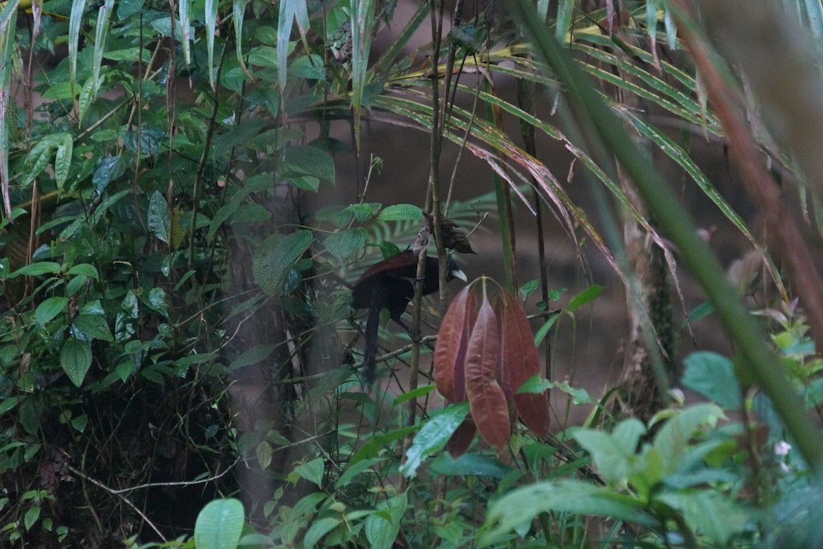 Green-billed Coucal - ML625448268