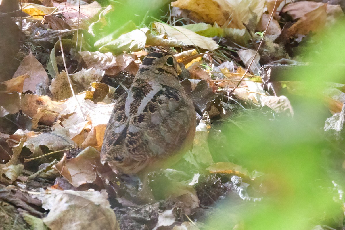 American Woodcock - ML625448377