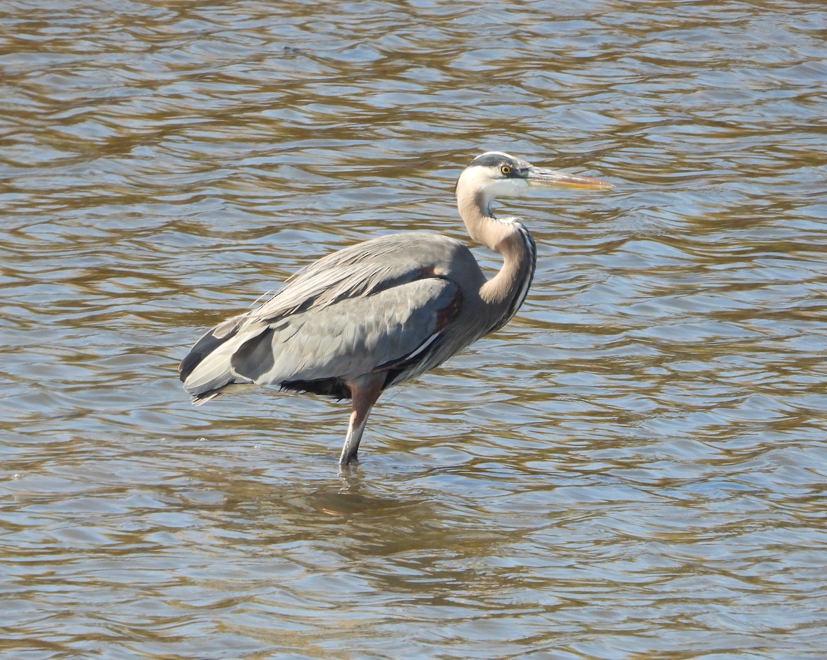 Great Blue Heron - ML625448413