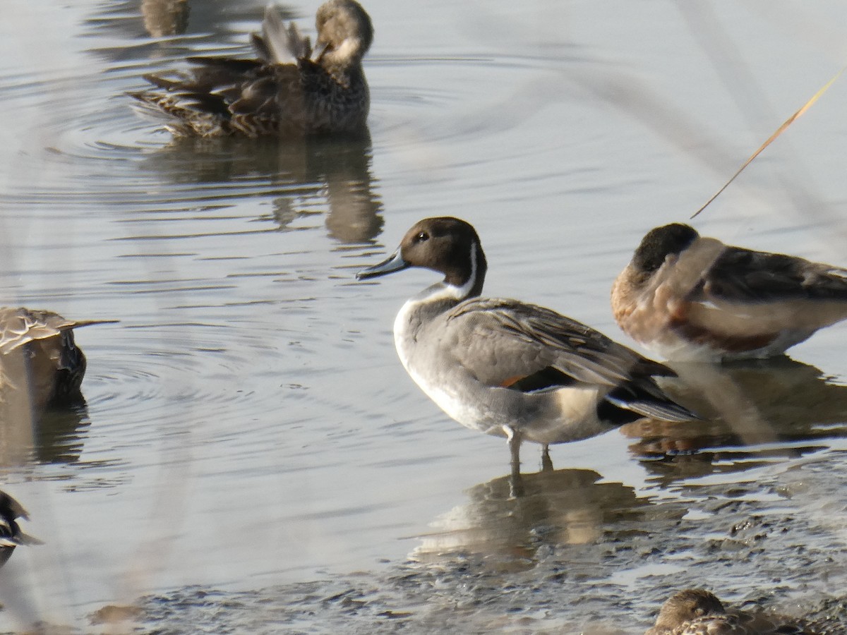 Northern Pintail - ML625448630