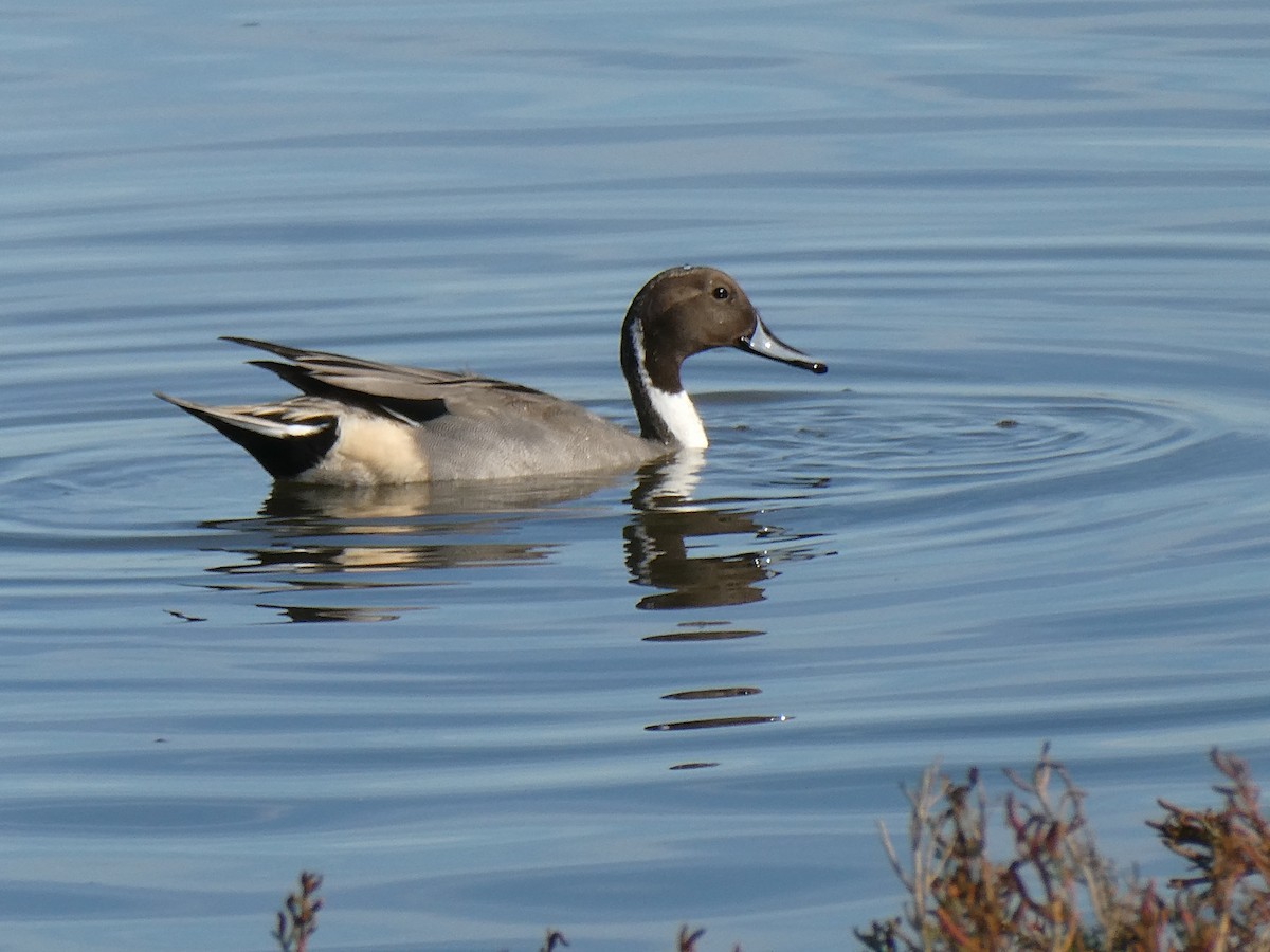 Northern Pintail - ML625448649