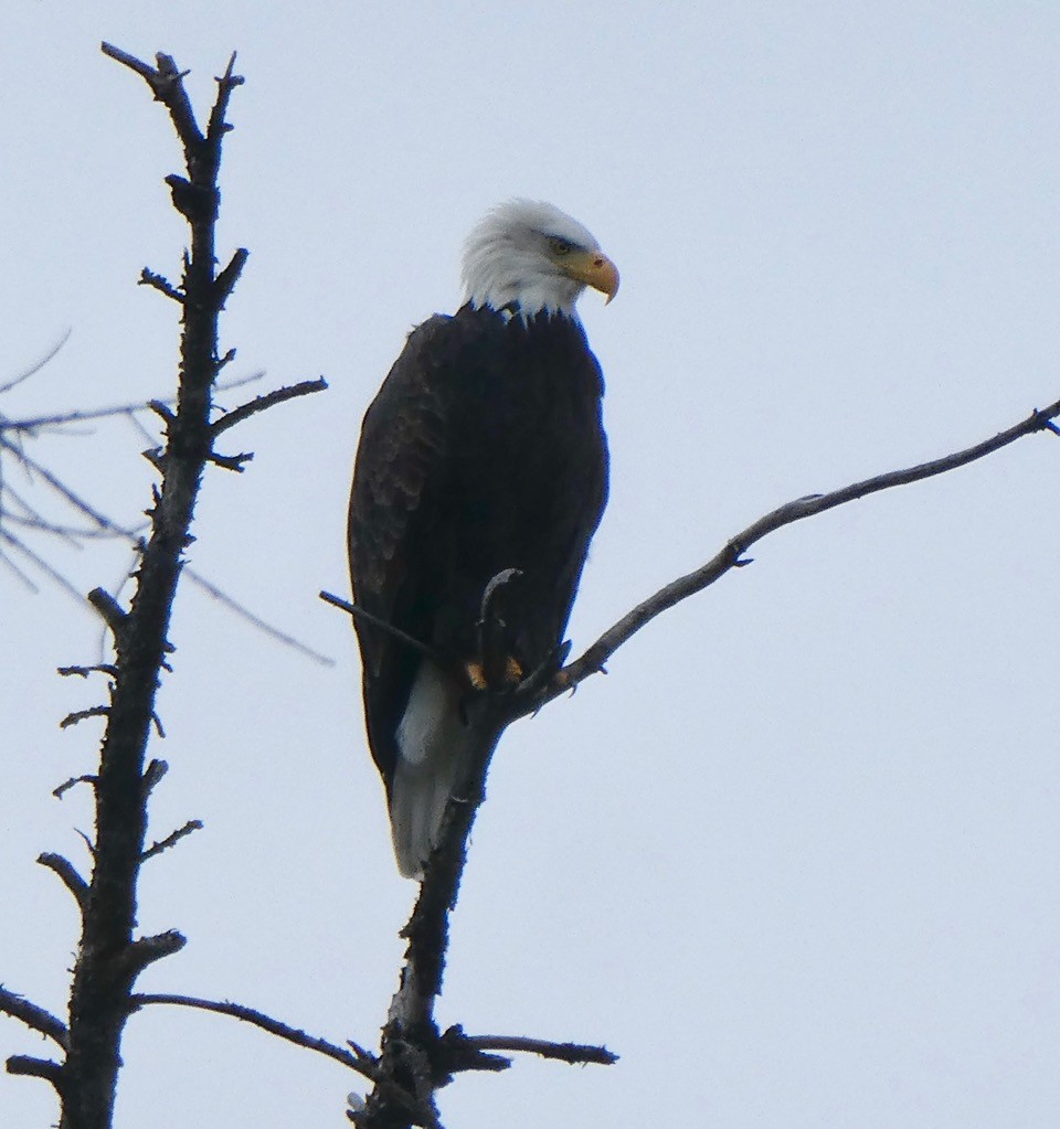 Bald Eagle - ML625448747