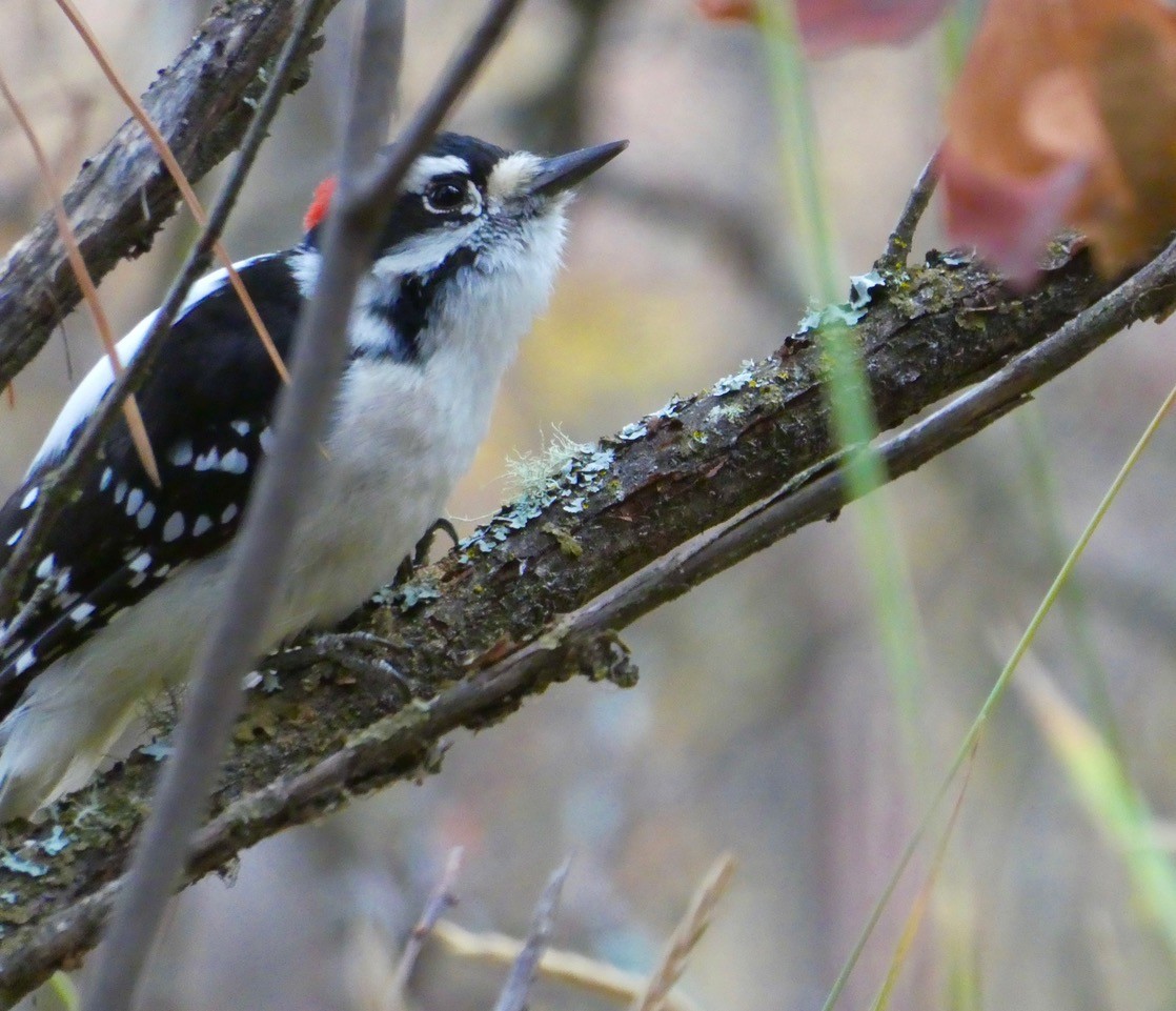 Downy Woodpecker - ML625448761