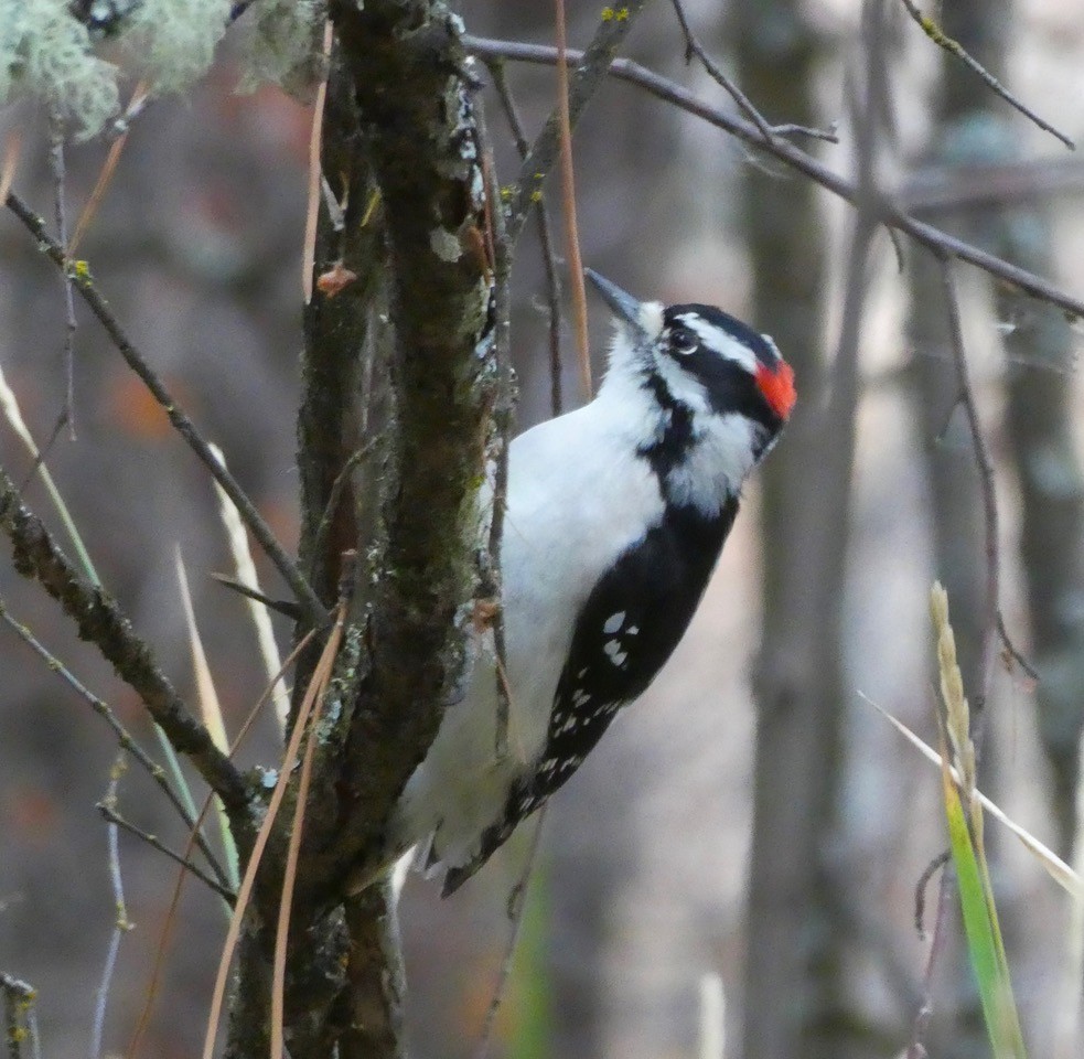 Downy Woodpecker - ML625448762