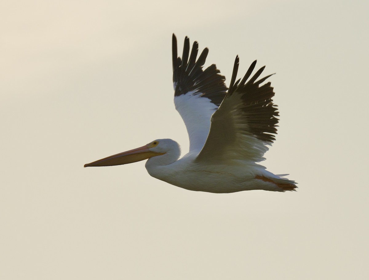 American White Pelican - ML625448877