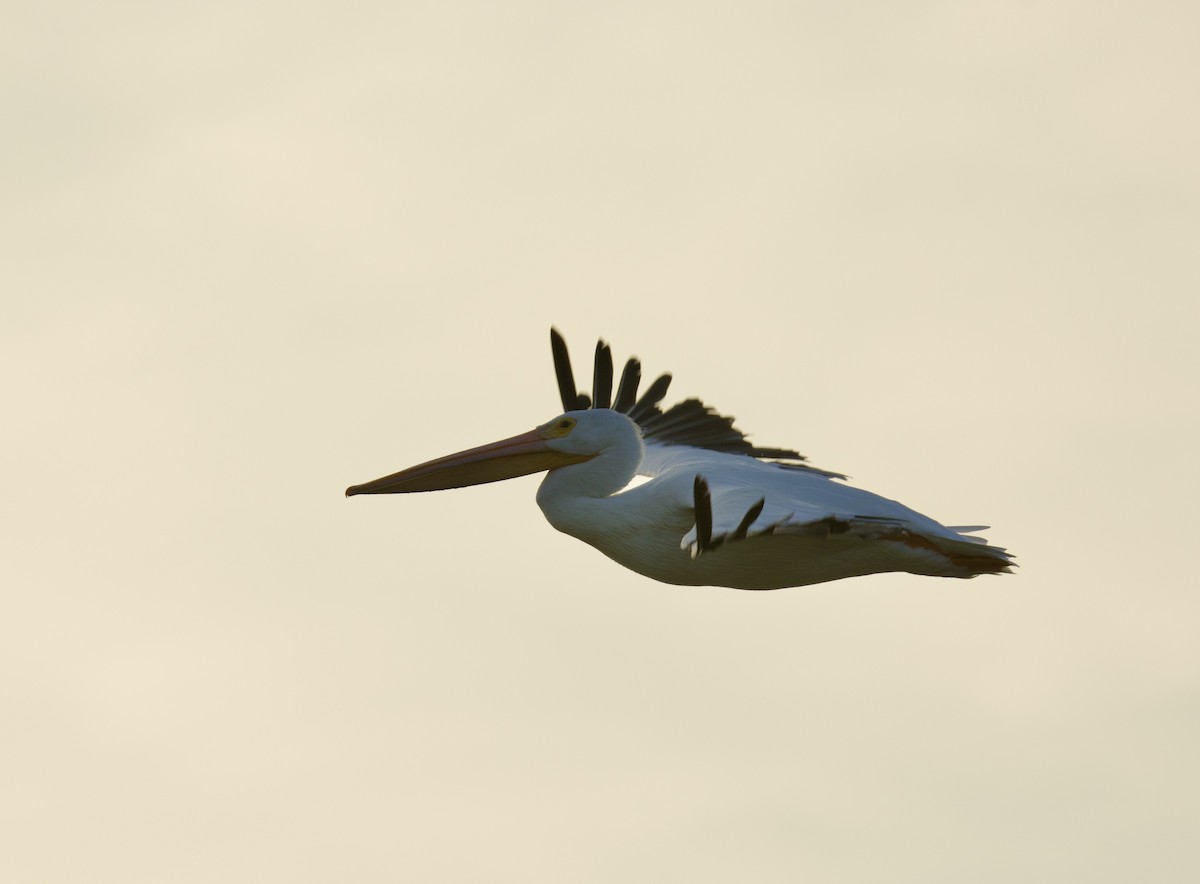 American White Pelican - ML625448880