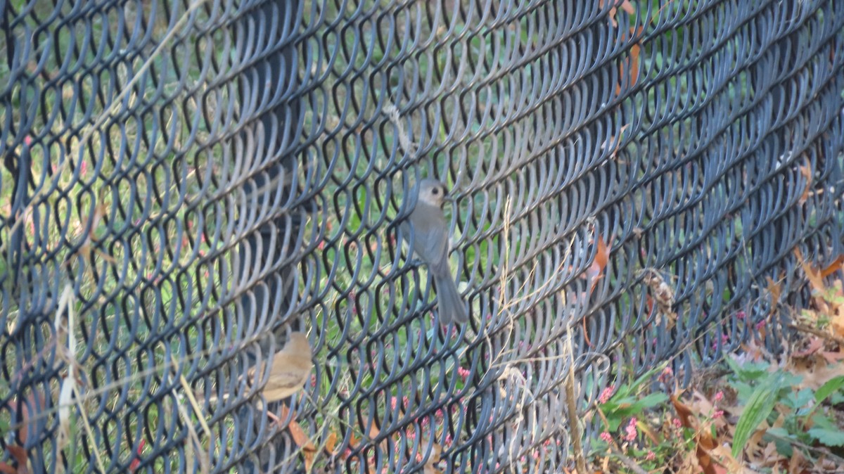 Tufted Titmouse - ML625448905