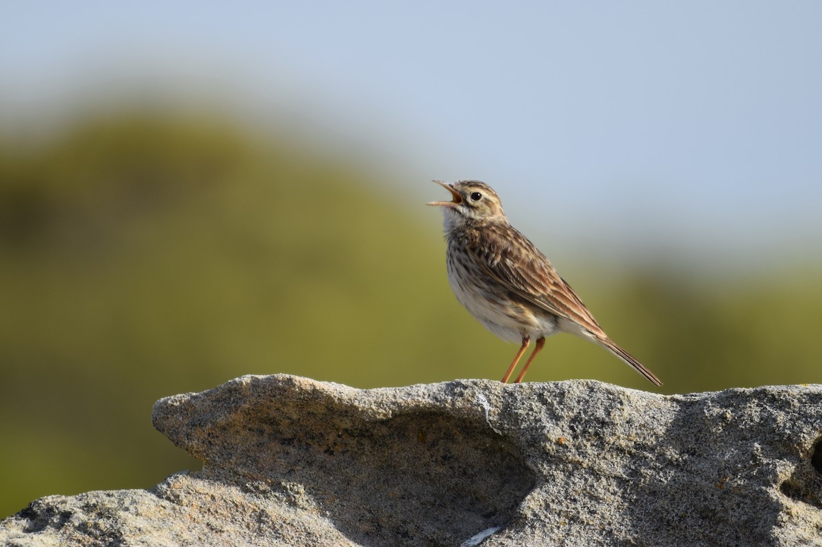 Australian Pipit - ML625448959