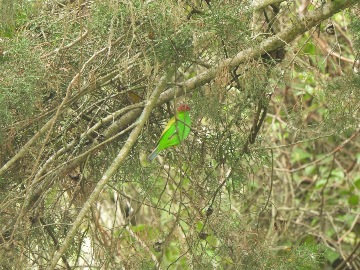 Bay-headed Tanager - Wilson Ortega