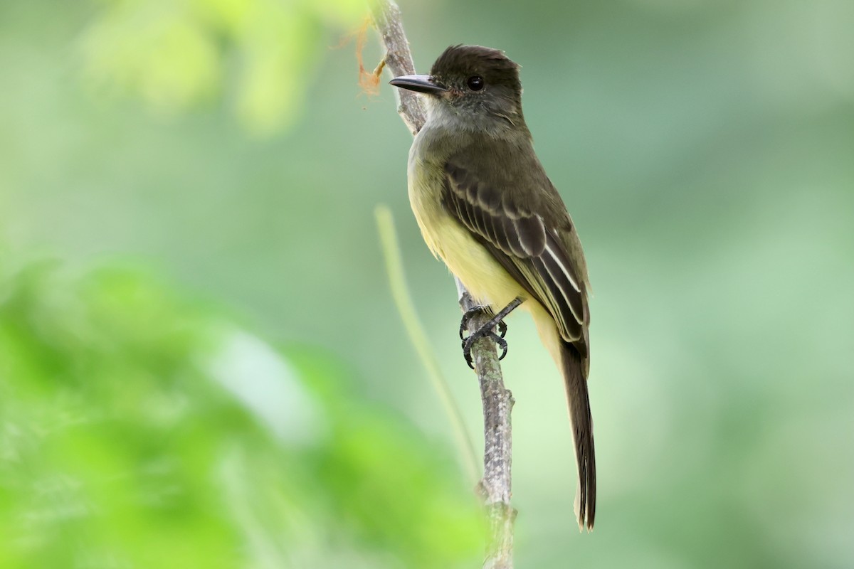 Apical Flycatcher - ML625449113