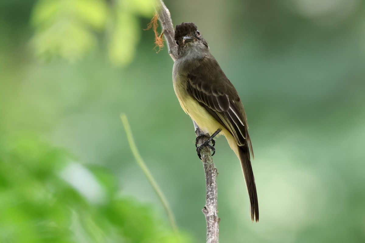 Apical Flycatcher - ML625449114