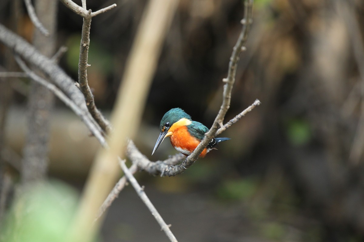 American Pygmy Kingfisher - ML625449115