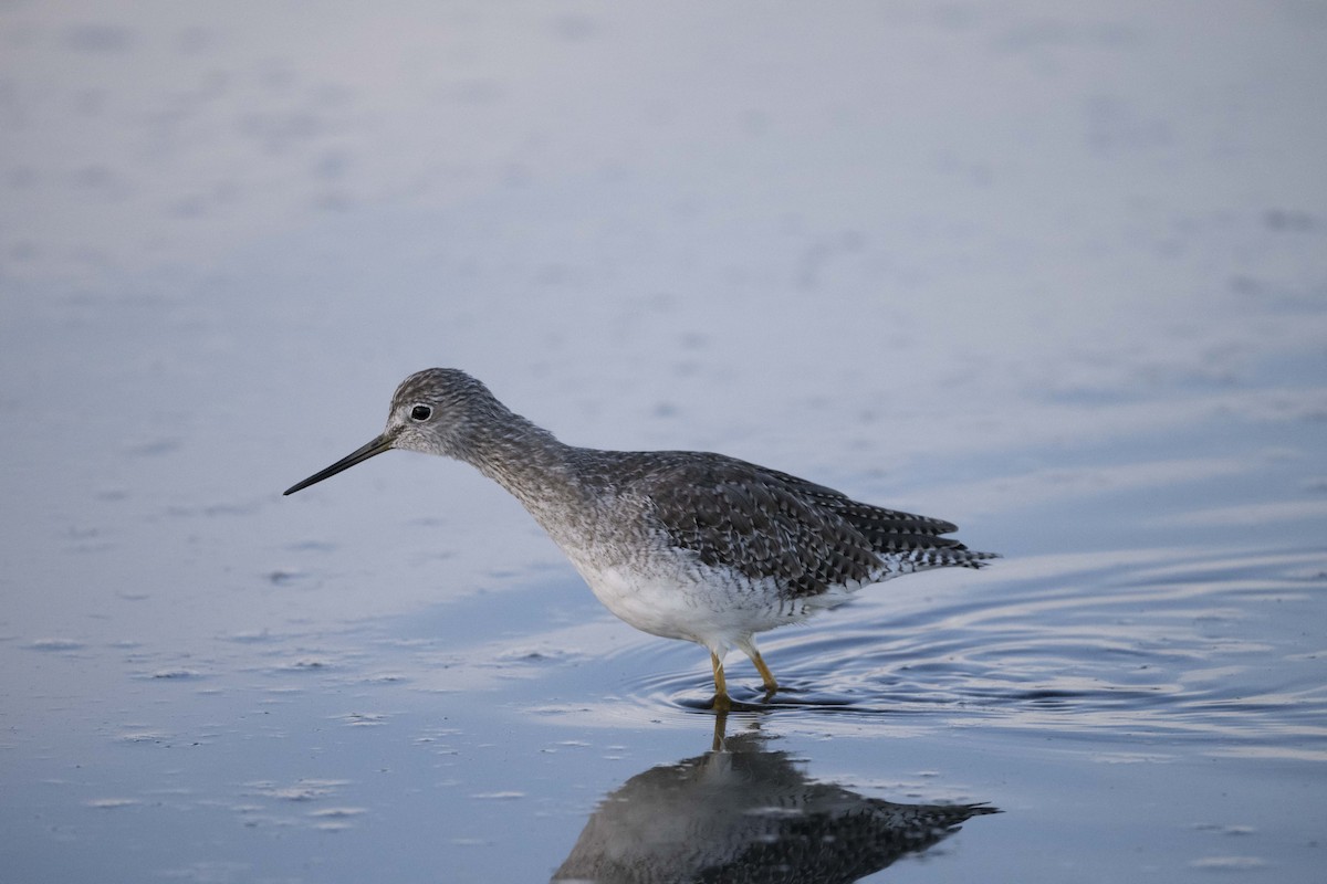 Lesser/Greater Yellowlegs - ML625449123